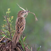 Striated Grassbird