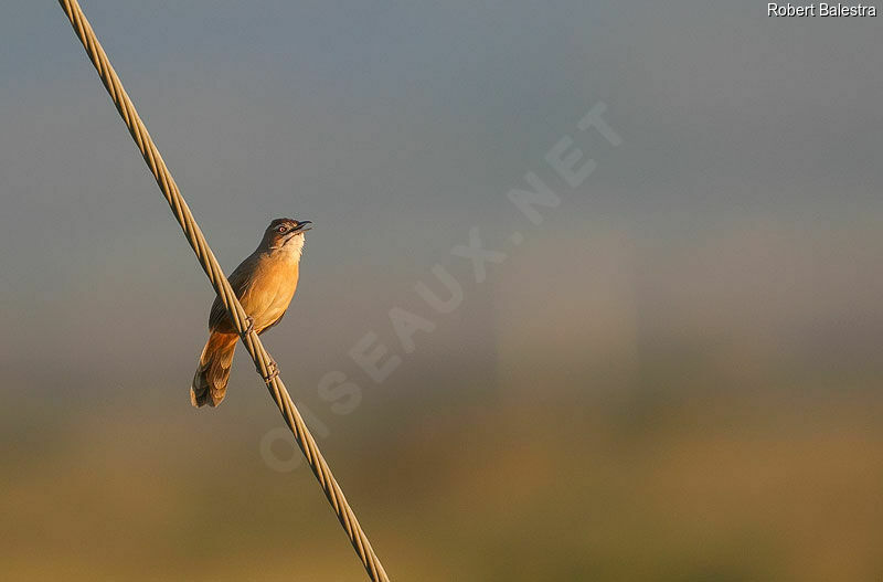 Moustached Grass Warbler