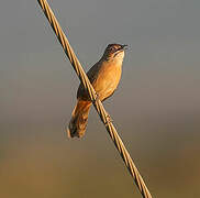 Moustached Grass Warbler