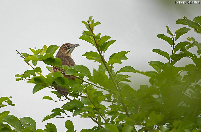 Moustached Grass Warbler