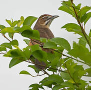 Moustached Grass Warbler