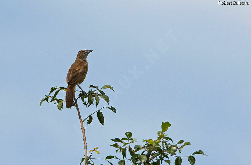 Moustached Grass Warbler