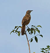 Moustached Grass Warbler