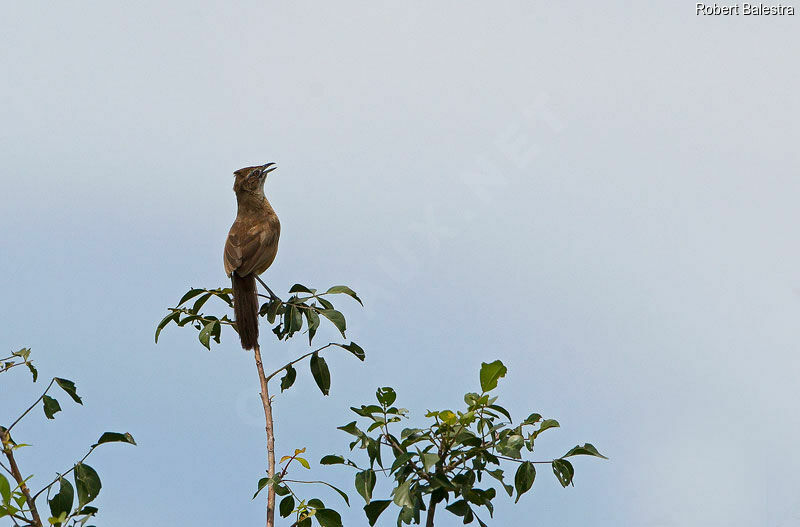 Moustached Grass Warbler