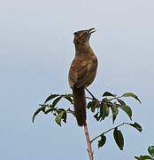 Moustached Grass Warbler