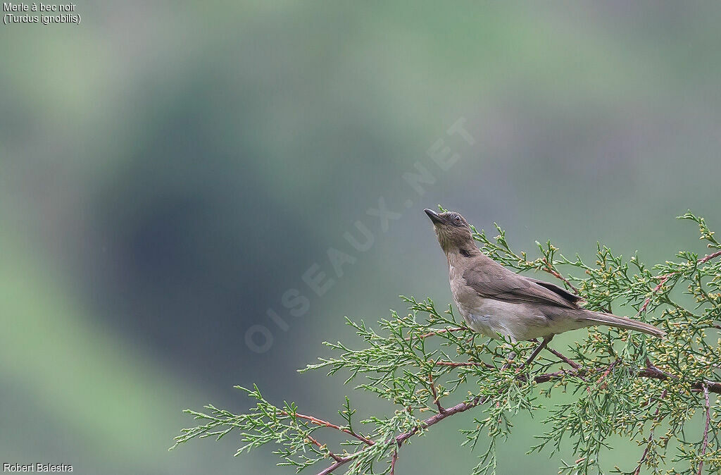 Black-billed Thrush