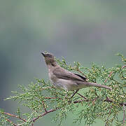 Black-billed Thrush