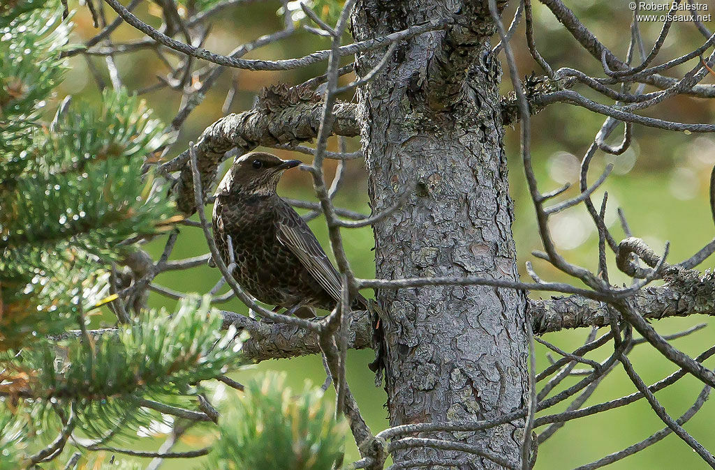 Ring Ouzeljuvenile