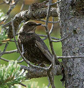 Ring Ouzel