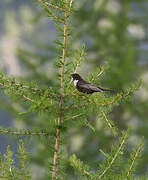 Ring Ouzel