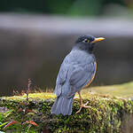 Merle à poitrine noire