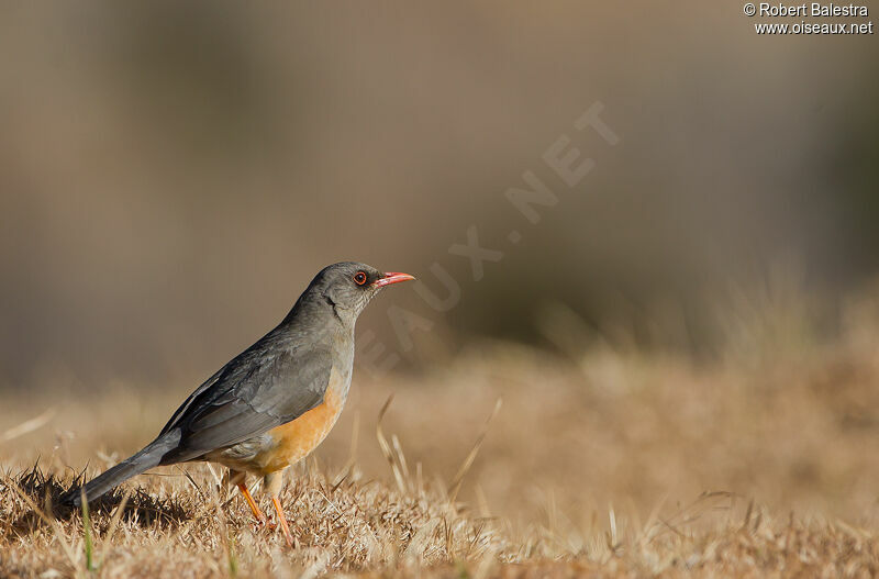 Abyssinian Thrush