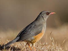 Abyssinian Thrush