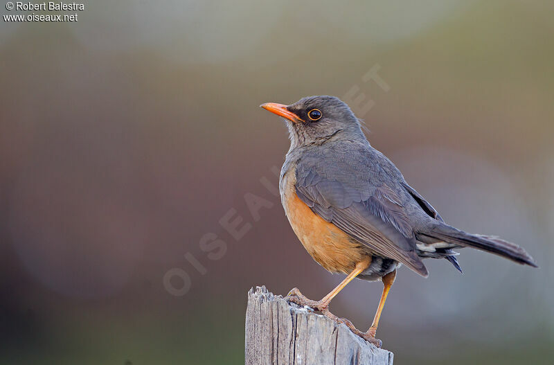 Abyssinian Thrush