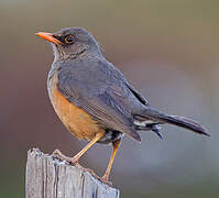 Abyssinian Thrush