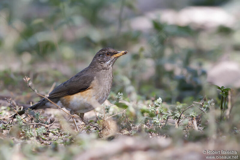 African Thrush