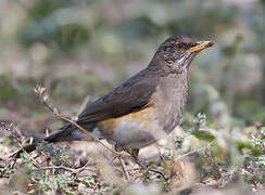 African Thrush