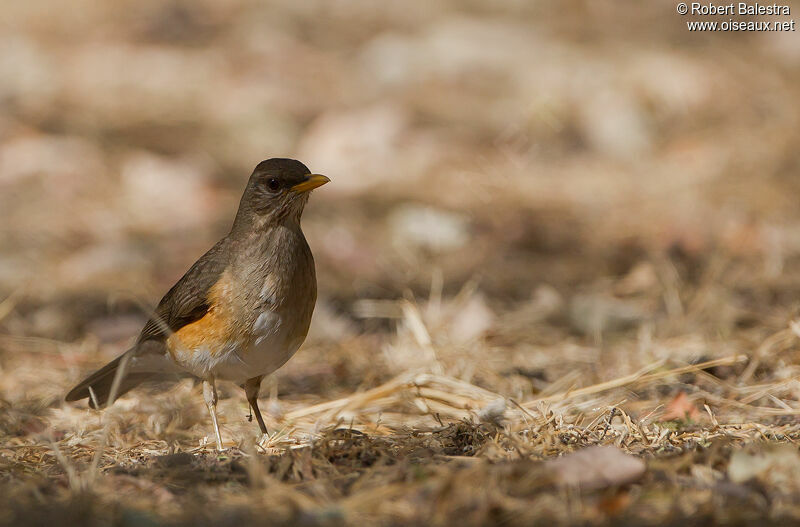 African Thrush