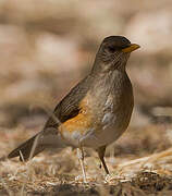 African Thrush