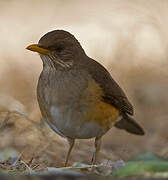 African Thrush