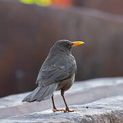 Chiguanco Thrush
