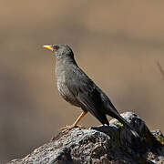 Chiguanco Thrush