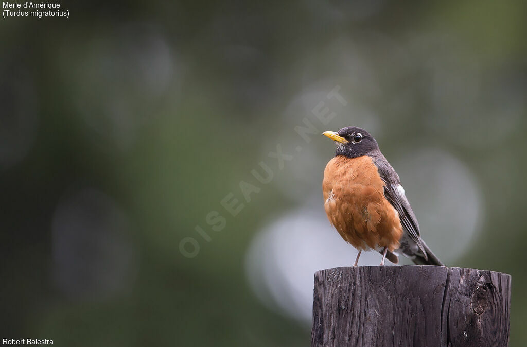 American Robin