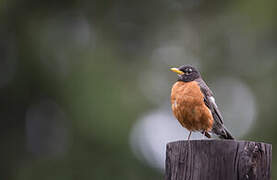 American Robin