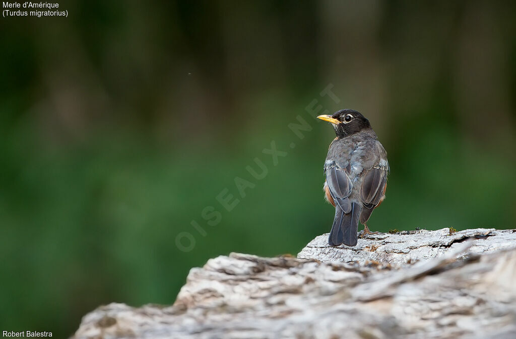 American Robin