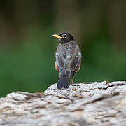 American Robin