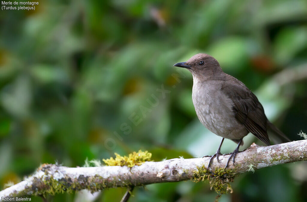 Mountain Thrush