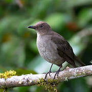 Mountain Thrush