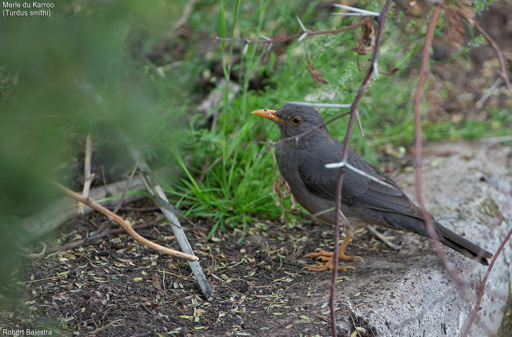 Karoo Thrush