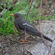 Karoo Thrush