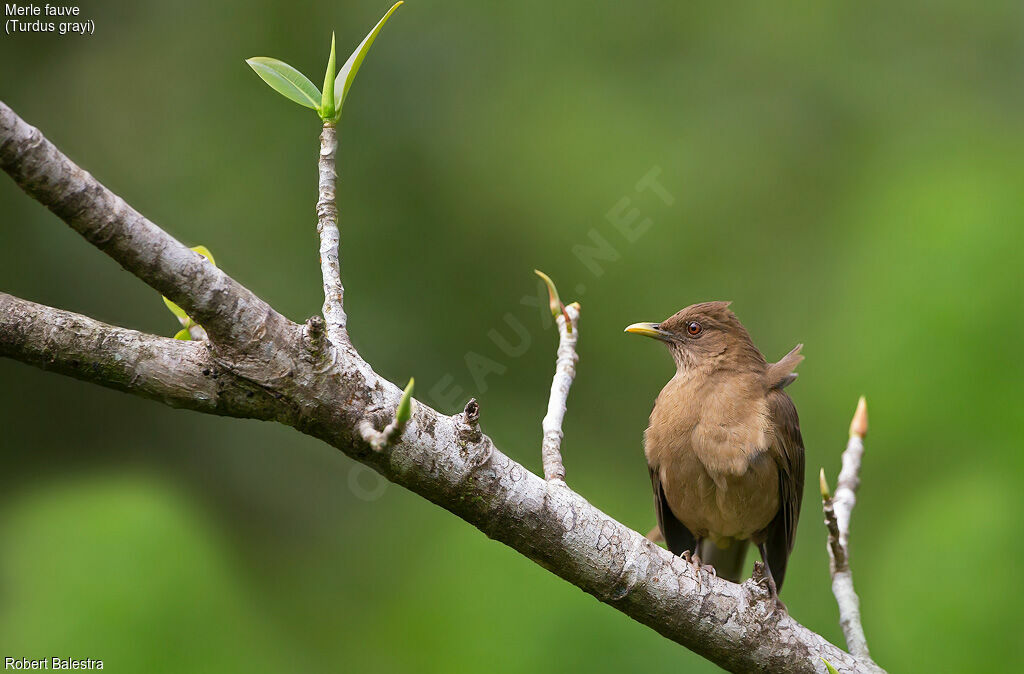 Clay-colored Thrush