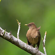 Clay-colored Thrush