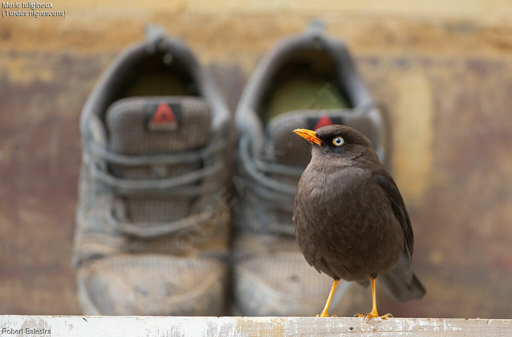 Sooty Thrush