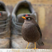 Sooty Thrush