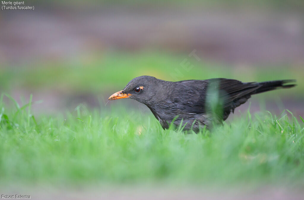 Great Thrush