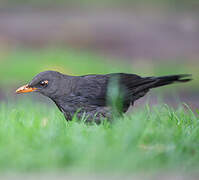 Great Thrush