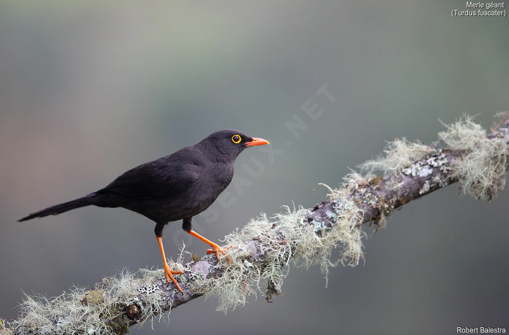 Great Thrush