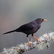 Great Thrush