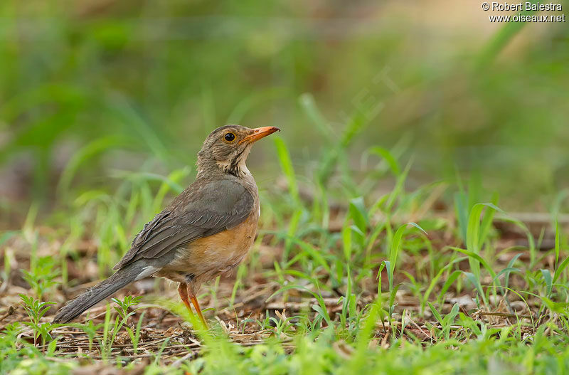 Kurrichane Thrush