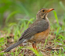 Kurrichane Thrush