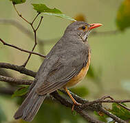 Kurrichane Thrush