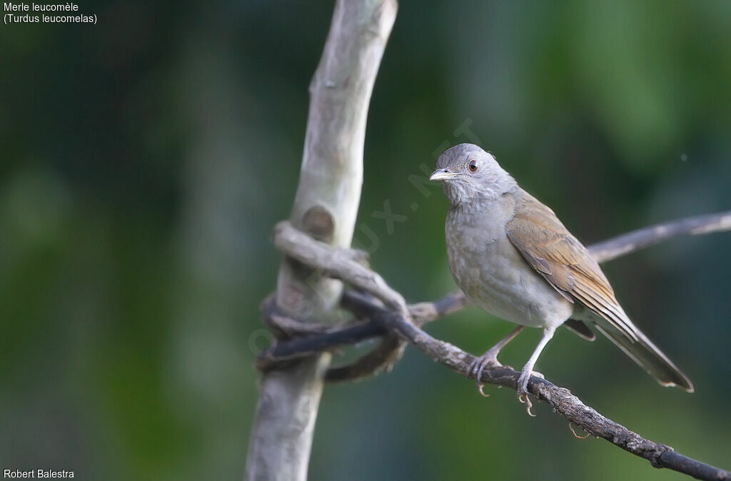 Pale-breasted Thrush