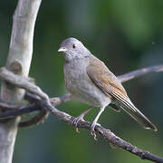 Pale-breasted Thrush