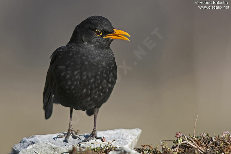 Common Blackbird male adult