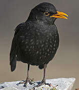 Common Blackbird