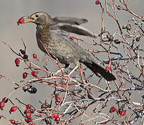 Common Blackbird